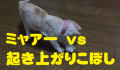 ミャアーVS起き上がりこぼし